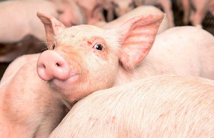 У Польщі фермера оштрафували за сморід зі свинарника